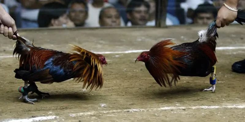 luat-choi-da-ga-tre